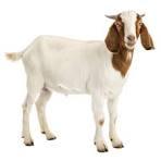 Orasi Profesor Riset